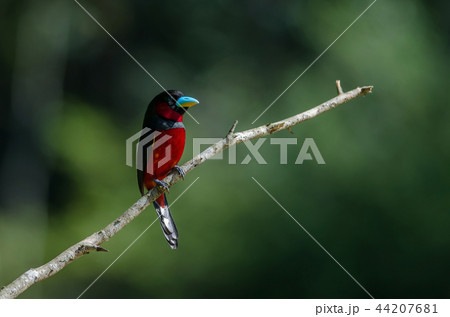 Black-and-Red broadbill on a branch 44207681