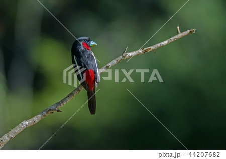 Black-and-Red broadbill on a branch 44207682