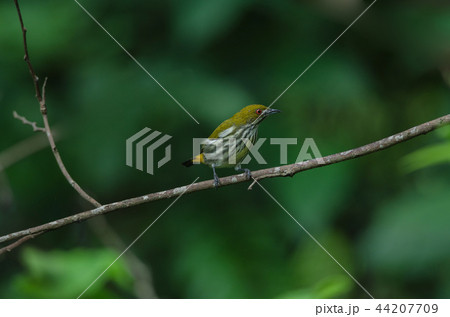 Yellow-vented Flowerpecker perchinh on a branch 44207709