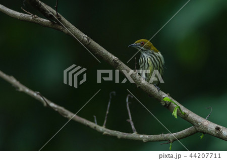 Yellow-vented Flowerpecker perchinh on a branch 44207711