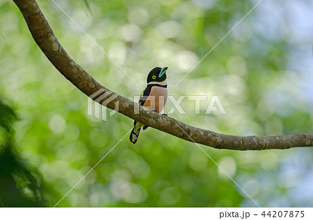 Black and Yellow broadbills perches on a brunch 44207875