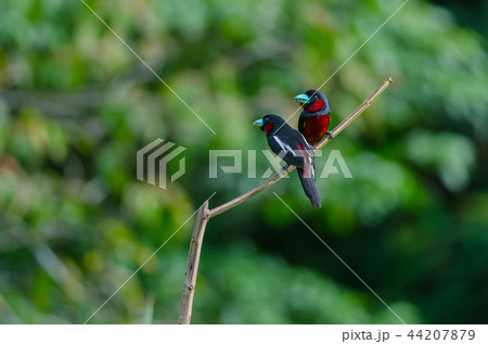 Black-and-Red broadbill on a branch 44207879