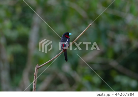 Black-and-Red broadbill on a branch 44207884