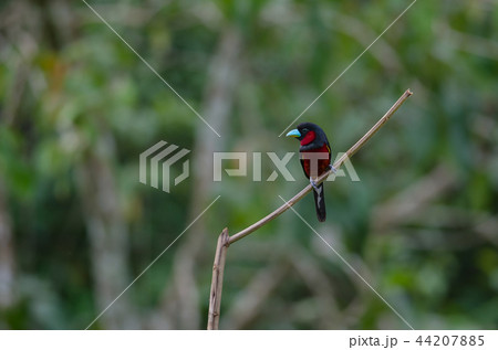 Black-and-Red broadbill on a branch 44207885