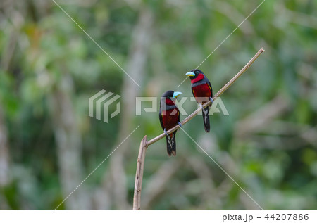 Black-and-Red broadbill on a branch 44207886