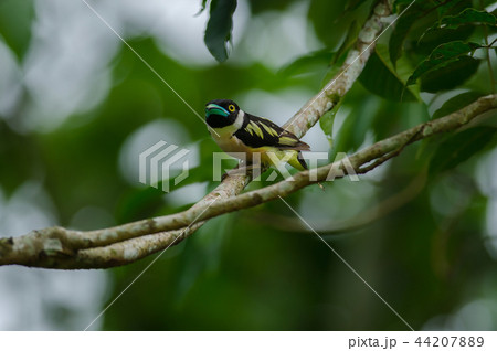 Black and Yellow broadbills perches on a brunch 44207889