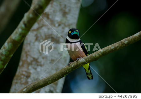 Black and Yellow broadbills perches on a brunch 44207895