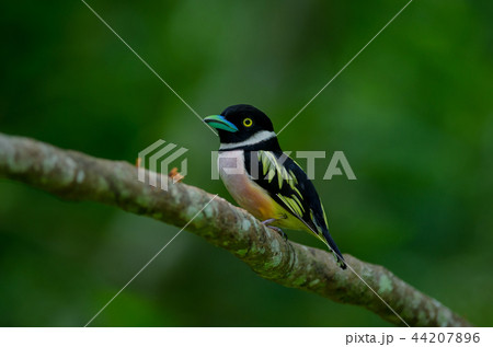 Black and Yellow broadbills perches on a brunch 44207896