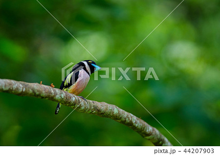Black and Yellow broadbills perches on a brunch 44207903