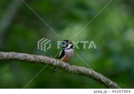 Black and Yellow broadbills perches on a brunch 44207904