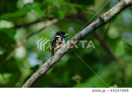 Black and Yellow broadbills perches on a brunch 44207906