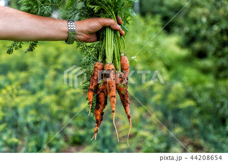 A man's hand holds a fresh carrot 44208654