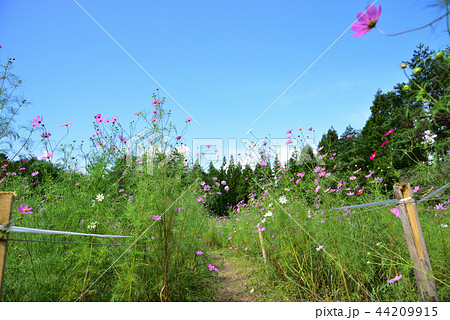 大阪府豊能町 コスモスの小道 大阪府豊能町 コスモスの小道 44209915