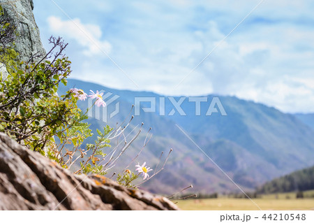 Pink flowers grow from the rock. Selective focus 44210548