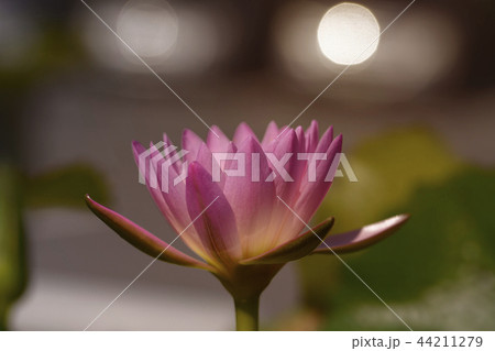 Soft focus on Lotus flower blooming. 44211279