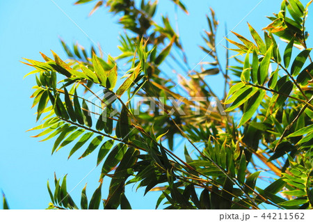 ベニホウオウチク 44211562