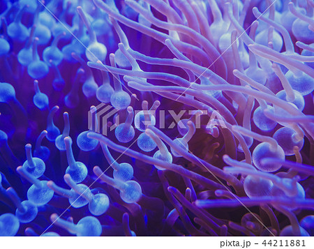 Sea anemone Sea animal aquarium Nature background 44211881