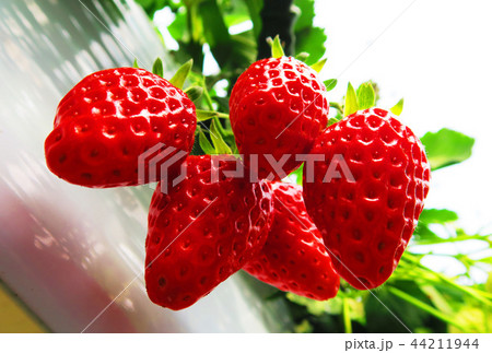 温室のイチゴ 44211944