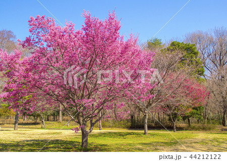 桜咲く春の公園 44212122