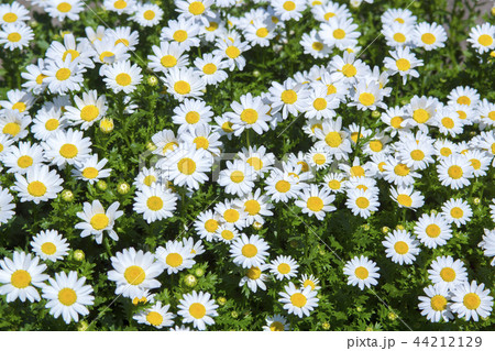 花壇は花盛り 44212129