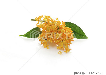 きんもくせいの花 44212526