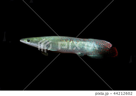 ピラルク 44212602