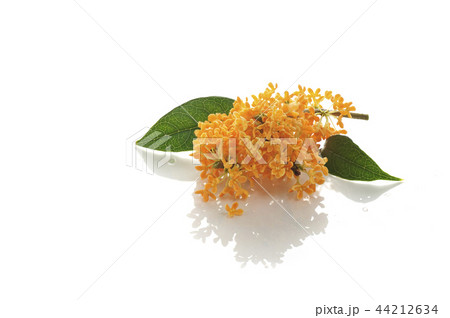 キンモクセイの花 44212634