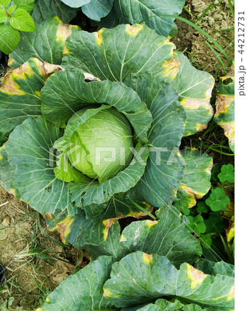 Green cabbage at vegetable garden.Agriculture. Green cabbage at vegetable garden.Agriculture. 44212731