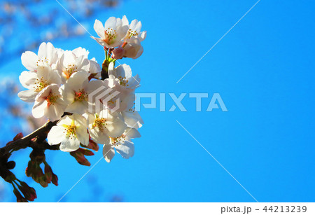 赤羽桜堤緑地の桜のある風景 44213239