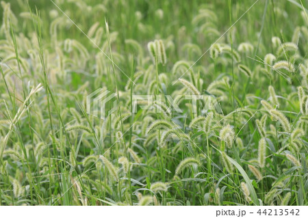 エノコログサ 44213542