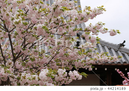 奈良 新家長福寺の八重桜 奈良 新家長福寺の八重桜 44214189