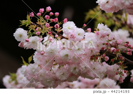 奈良　新家長福寺の八重桜 44214193