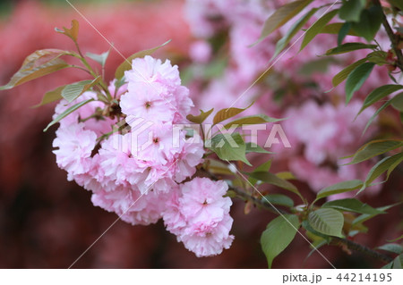 奈良　新家長福寺の八重桜 44214195