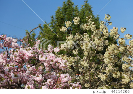 奈良 新家長福寺の八重桜 奈良 新家長福寺の八重桜 44214206