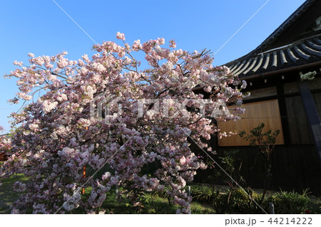 奈良 新家長福寺の八重桜 奈良 新家長福寺の八重桜 44214222
