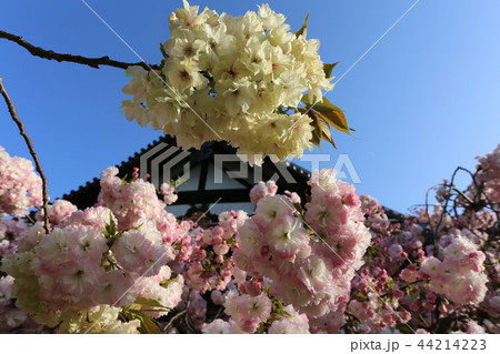 奈良　新家長福寺の八重桜 44214223