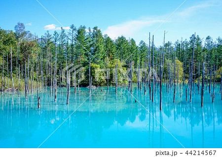 美瑛 青い池 美瑛 青い池 44214567
