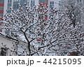 The snow on a branch of vinegar tree in the winter. 44215095