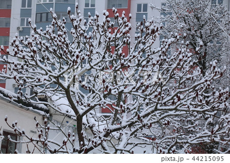 The snow on a branch of vinegar tree in the winter. The snow on a branch of vinegar tree in the winter. 44215095