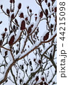 The snow on a branch of vinegar tree in the winter. 44215098