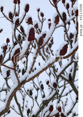 The snow on a branch of vinegar tree in the winter. The snow on a branch of vinegar tree in the winter. 44215098