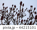 The snow on a branch of vinegar tree in the winter. 44215101