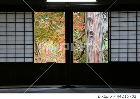 吉野の紅葉と大樹 44215702