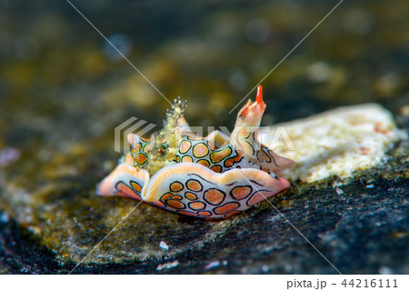 ウミウシ ウミウシ 44216111