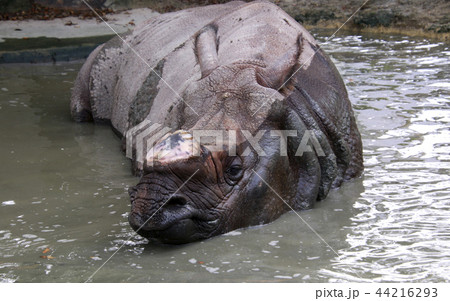 カバ 河馬 かば 河馬の水遊び インドサイ 角を切ったサイ カバ 河馬 かば 河馬の水遊び インドサイ 角を切ったサイ 44216293