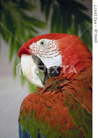 Red macaw Red macaw 44216477