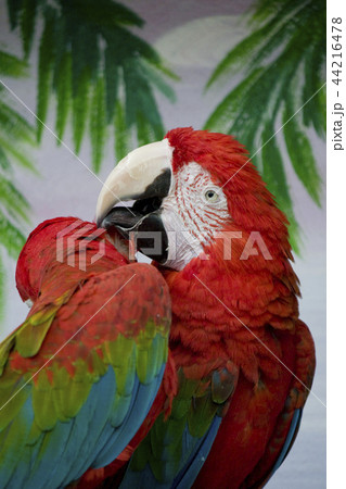 Red macaw 44216478