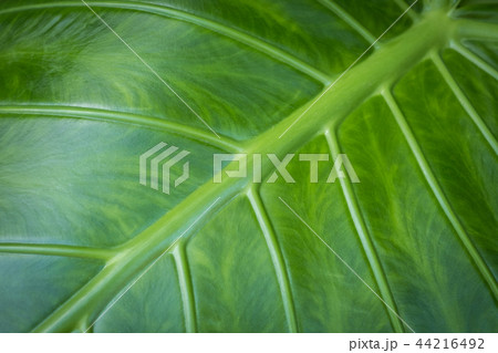 leaf closeup - elephant ear plant leaf macro, leaf closeup - elephant ear plant leaf macro, 44216492