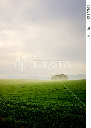 朝靄の高原風景 44216541