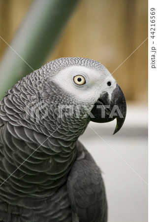 African grey parrot African grey parrot 44216569